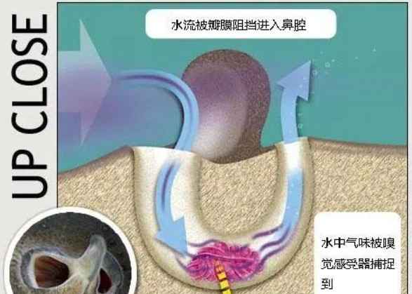 鱼鼻剖面图